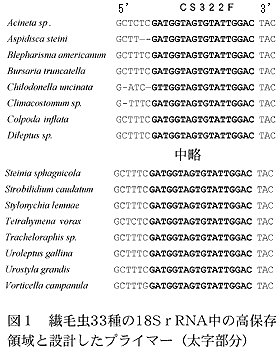 図1 繊毛虫33種の18SrRNA中の高保存領域と設計したプライマー(太字部分)