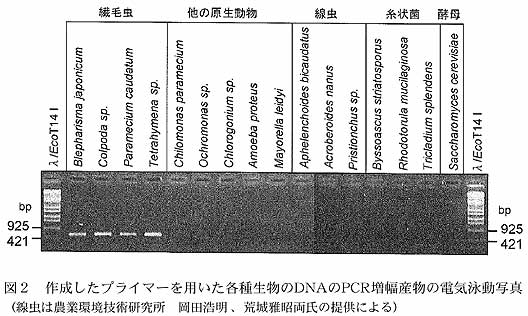 図2 作成したプライマーを用いた各種生物のDNAのPCR増幅産物の電気泳動写真(線虫は農業環境技術研究所 岡田浩明 、荒城雅昭両氏の提供による)