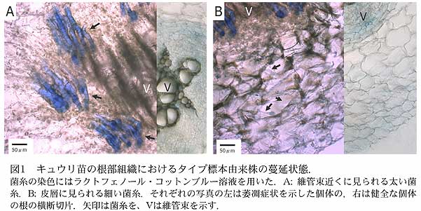 図1 キュウリ苗の根部組織におけるタイプ標本由来株の蔓延状態