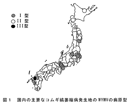 図1 国内の主要なコムギ縞萎縮病発生地のWYMVの病原型