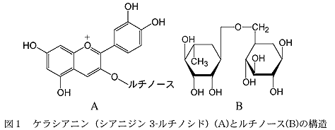 図1 ケラシアニン(シアニジン 3-ルチノシド)(A)とルチノース(B)の構造