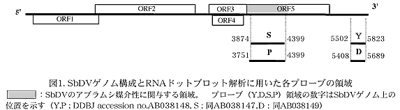 図1. SbDVゲノム構成とRNAドットブロット解析に用いた各プローブの領域