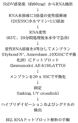 図2. RNAドットブロット解析の手順