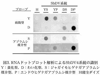 図3. RNAドットブロット解析によるSbDV4系統の識別