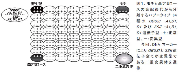 図1.モチと高アミロースの交配後代から分離するハプロタイプ64種のGBSSI ?A1,B1,D1 及びSSII ?A1,B1,D1 遺伝子型.+:正常型、-:変異型.