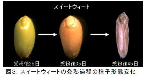 図3.スイートウィートの登熟過程の種子形態変化.