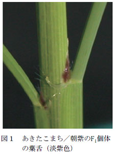 図1 あきたこまち/朝紫のF1個体の葉舌(淡紫色)