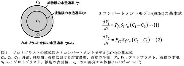 図1 プロトプラストの模式図と3 コンパートメントモデル(3CM)の基本式