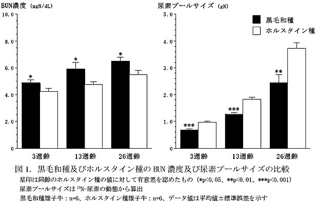 図1. 黒毛和種及びホルスタイン種のBUN 濃度及び尿素プールサイズの比較