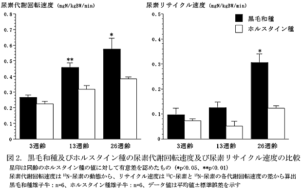 図2. 黒毛和種及びホルスタイン種の尿素代謝回転速度及び尿素リサイクル速度の比較