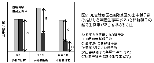 図2 完全除草区と無除草区の土中種子数 の推移から年間生存率(SV1) と新鮮種子の 越冬生存率(SV2) を求める方法