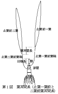 第1図 葉耳間長