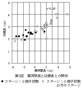 第2図 葉耳間長と幼穂長との関係