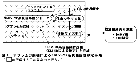 図1. アブラムシ接種によるS bD V -Y P系統抵抗性検定手順