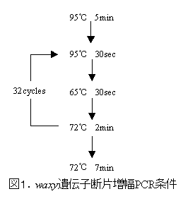 図1.waxy遺伝子断片増幅PCR条件