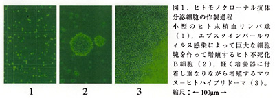 図1 . ヒトモノクローナル抗体 分泌細胞の作製過程