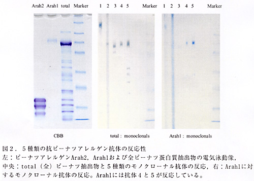 図2.5種類の抗ピーナツアレルゲン抗体の反応性