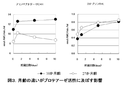 図3.月齢の違いがプロテアーゼ活性に及ぼす影響