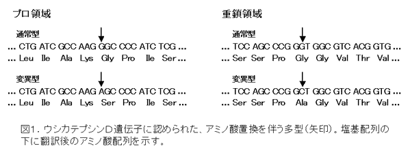 図1.ウシカテプシンD遺伝子に認められた、アミノ酸置換を伴う多型(矢印)。塩基配列の下に翻訳後のアミノ酸配列を示す。