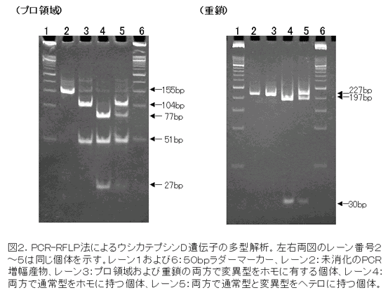 図2.PCR-RFLP法によるウシカテプシンD遺伝子の多型解析。