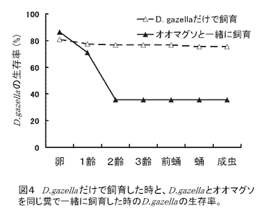 図4.D.gazellaだけで飼育した時と、D.gazellaとオオマグソを同じ糞で一緒に飼育した時のD.gazellaの生存率。