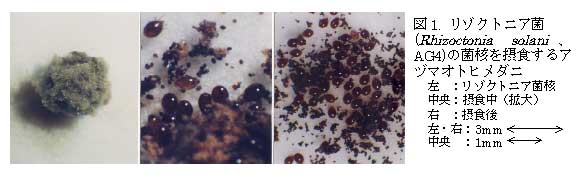 図1. リゾクトニア菌 (Rhizoctonia solani、AG4) の菌核を摂食するアヅマオトヒメダニ
