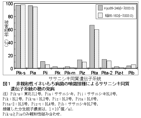 図1 非親和性イネいもち病菌の噴霧接種によるササニシキ同質遺伝子系統の穂の発病