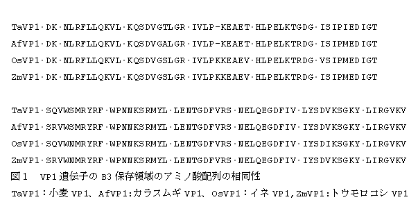 図1 VP1 遺伝子のB3 保存領域のアミノ酸配列の相同性