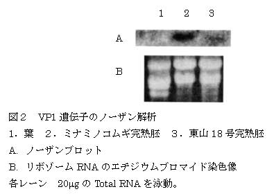 図2 VP1 遺伝子のノーザン解析