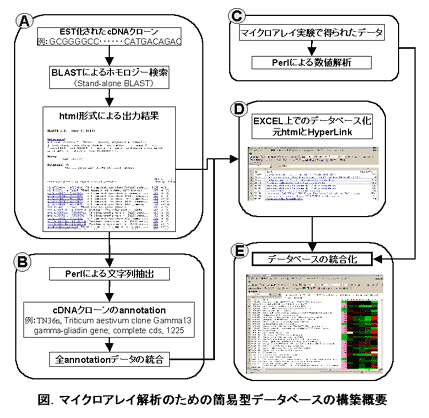 図.マイクロアレイ解析のための簡易型データベースの構築概要