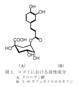 図1.コゴミにおける活性成分