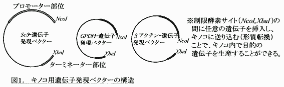 図1.キノコ用遺伝子発現ベクターの構造