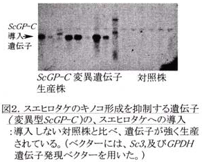 図2.スエヒロタケのキノコ形成を抑制する遺伝子(変異型ScGP-C)の、スエヒロタケへの導入。
