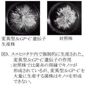 図3.スエヒロタケ内で強制的に生産された、変異型ScGP-C遺伝子の作用