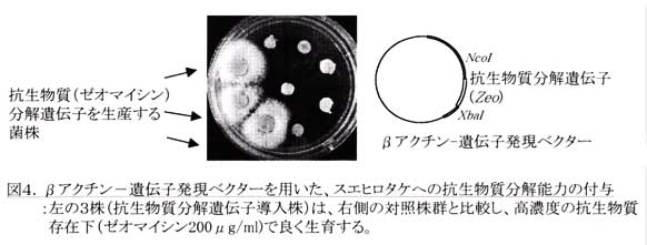 図4.βアクチン-遺伝子発現ベクターを用いた、スエヒロタケへの抗生物質分解能力の付与