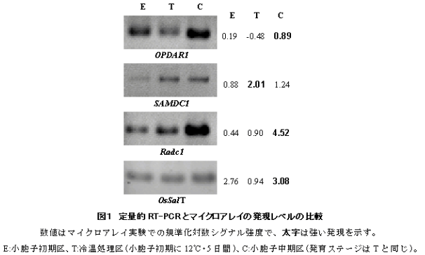 図2.定量的RT-PCRとマイクロアレイの発現レベルの比較
