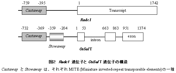 図2.Radc1遺伝子とOsSalT遺伝子の構造