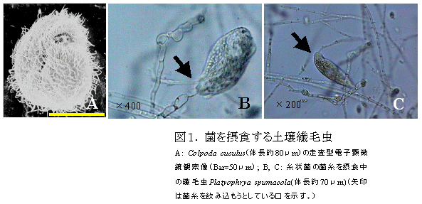 図1. 菌を摂食する土壌繊毛虫