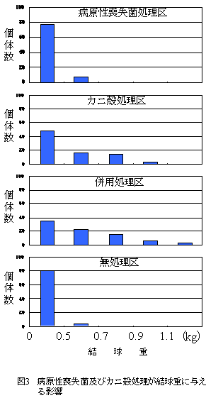 図3 病原性喪失菌及びカニ殻処理が結球重に与え る影響