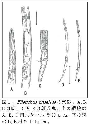 図1 .Filenchus misellus の形態。A, B, D は雌、C とE は雄成虫。
