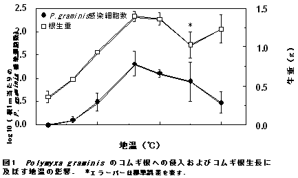 図1 Po lymy xa g rami ni s のコムギ根への侵入およびコムギ根生長に 及ぼす地温の影響.