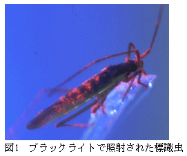図1 ブラックライトで照射された標識虫