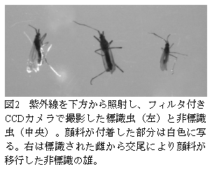図2 紫外線を下方から照射し、フィルタ付き CCDカメラで撮影した標識虫(左)と非標識 虫(中央)。