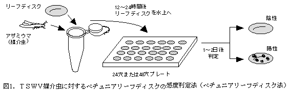 図1.TSWV媒介虫に対するペチュニアリーフディスクの感度判定法