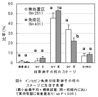 図4 インヒビン免疫が採取卵子の核のステージに及ぼす影響