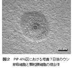 図2 PVP4%区における培養7日後のウシ卵母細胞と体細胞の複合体