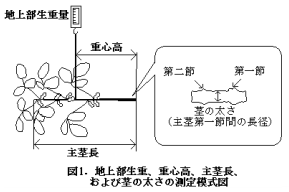 図1.地上部生重、重心高、主茎長、および茎の太さの測定模式図