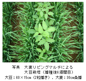 写真.大麦リビングマルチによる 大豆栽培
