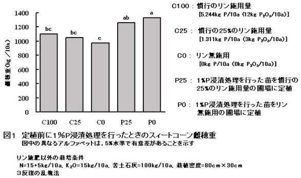 図1.定植前に1%P浸漬処理を行ったときのスィートコーン雌穂重