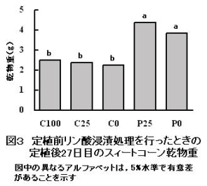 図3.定植前リン酸浸漬処理を行ったときの定植後27日目のスィートコーン乾物重